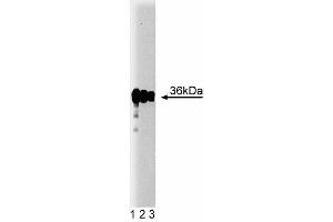 Western blot analysis of PP2A Catalytic alpha on A431 lysate. (PP2A Catalytic alpha (AA 153-309) 抗体)