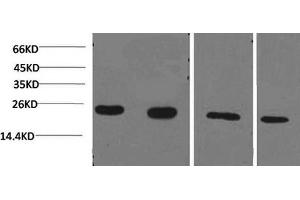 Western Blotting (WB) image for anti-Cyclophilin B (PPIB) antibody (ABIN5959334) (PPIB 抗体)