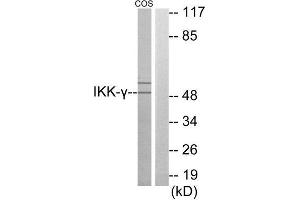 Western Blotting (WB) image for anti-Inhibitor of kappa Light Polypeptide Gene Enhancer in B-Cells, Kinase gamma (IKBKG) (Internal Region) antibody (ABIN1850136) (IKBKG 抗体  (Internal Region))