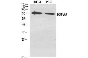 Western Blot (WB) analysis of specific cells using HSP A5 Polyclonal Antibody. (GRP78 抗体  (C-Term))