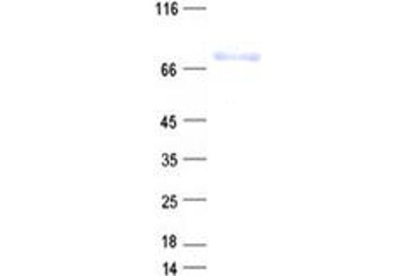 PCDHB12 Protein (His tag)