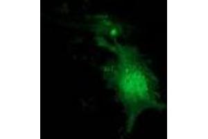 Immunofluorescence (IF) image for anti-Nudix (Nucleoside Diphosphate Linked Moiety X)-Type Motif 6 (NUDT6) antibody (ABIN1499866) (NUDT6 抗体)