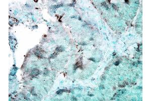 Immunohistochemistry analysis using Mouse Anti-Hsp90 Monoclonal Antibody, Clone 4F3. (HSP90 抗体  (Atto 488))