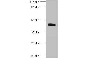 Western blot All lanes: ATG4A antibody at 2 μg/mL + Mouse brain tissue Secondary Goat polyclonal to rabbit IgG at 1/10000 dilution Predicted band size: 46, 39, 37, 43 kDa Observed band size: 46 kDa (ATG4A 抗体  (AA 1-214))