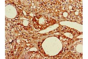 Immunohistochemistry of paraffin-embedded human adrenal gland tissue using ABIN7167074 at dilution of 1:100 (RGL2 抗体  (AA 145-328))