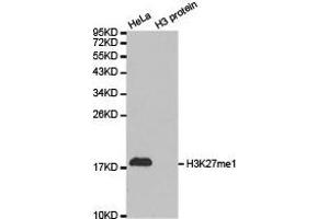 Western Blotting (WB) image for anti-Histone 3 (H3) (H3K27me) antibody (ABIN1873000) (Histone 3 抗体  (H3K27me))