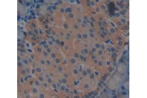 IHC-P analysis of Rat Tissue, with DAB staining. (LCN12 抗体  (AA 21-109, AA 151-182))