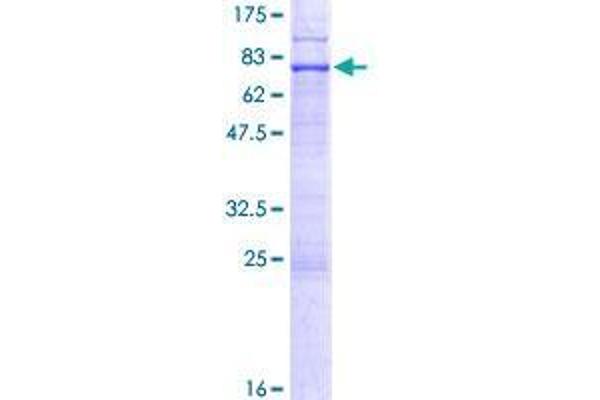 EPSTI1 Protein (AA 1-410) (GST tag)