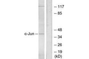 Western Blotting (WB) image for anti-Jun Proto-Oncogene (JUN) (AA 40-89) antibody (ABIN2888966) (C-JUN 抗体  (AA 40-89))