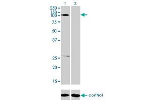 Western Blotting (WB) image for anti-gamma-aminobutyric Acid (GABA) B Receptor, 1 (GABBR1) (AA 52-151) antibody (ABIN560976)