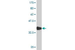 Western Blot detection against Immunogen (36. (SMAD6 抗体  (AA 285-384))