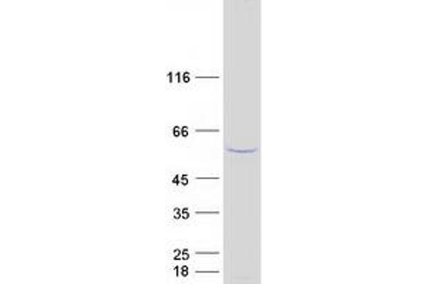 OSBPL2 Protein (Transcript Variant 2) (Myc-DYKDDDDK Tag)