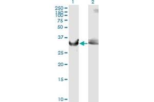 Western Blotting (WB) image for anti-Glyceraldehyde-3-Phosphate Dehydrogenase (GAPDH) (AA 226-335) antibody (ABIN560997)