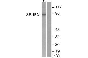 Western Blotting (WB) image for anti-SUMO/sentrin Specific Peptidase 3 (SENP3) (N-Term) antibody (ABIN1848842) (SENP3 抗体  (N-Term))