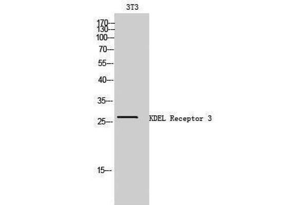 KDELR3 抗体  (Internal Region)