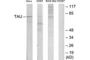 Western blot analysis of extracts from HeLa/COS7/RAW246. (tau 抗体  (AA 526-575))