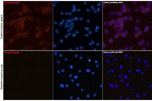 Immunofluorescence analysis of Daudi and Jurkat(Negative sample) cells using CD79a Rabbit mAb (ABIN7265805) at dilution of 1:50 (40x lens). (CD79a 抗体)