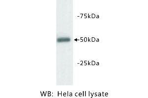 Image no. 1 for anti-Tubulin, beta 3 (TUBB3) antibody (ABIN1112942) (TUBB3 抗体)