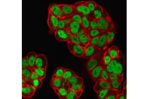 Immunofluorescent analysis of PFA-fixed MCF-7 cells labeled with FOXA1 Mouse Monoclonal Antibody (FOXA1/1519) followed by goat anti-mouse IgG-CF488. (FOXA1 抗体  (AA 372-472))