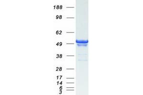 PLIN3 Protein (Myc-DYKDDDDK Tag)