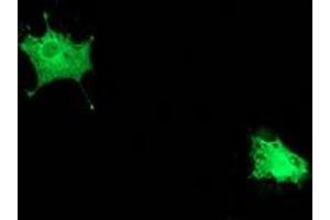 Image no. 3 for anti-Polymerase (RNA) II (DNA Directed) Polypeptide E, 25kDa (POLR2E) antibody (ABIN1500336) (POLR2E 抗体)