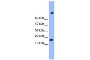 Image no. 1 for anti-Transmembrane Protein 42 (TMEM42) (N-Term) antibody (ABIN6744996) (TMEM42 抗体  (N-Term))