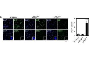 dH1 depletion induces DNA damage. (Histone H2A Variant (HIS2AV) (Internal Region), (pSer137) 抗体)