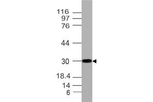 Image no. 1 for anti-Homeobox A9 (HOXA9) (AA 63-272) antibody (ABIN5027257) (HOXA9 抗体  (AA 63-272))