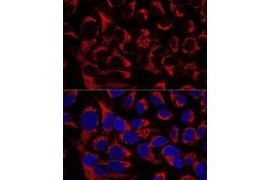 Confocal immunofluorescence analysis of U2OS cells using OCI Polyclonal Antibody  at dilution of 1:100. (OCIAD1 抗体  (AA 1-245))