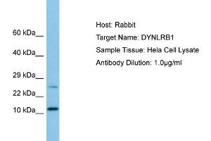 Western Blotting (WB) image for anti-Dynein, Light Chain, Roadblock Type 1 (DYNLRB1) (N-Term) antibody (ABIN970574) (DYNLRB1 抗体  (N-Term))