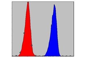 FC analysis of A549 cells using CHUK antibody (blue) and negative control (red). (IKK alpha 抗体)