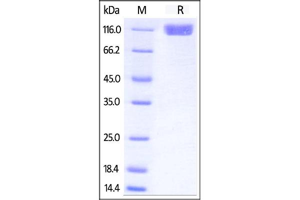 KIT Protein (AA 26-516) (Fc Tag)