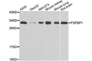 Western blot analysis of extracts of various cell lines, using FGFBP1 antibody. (FGFBP1 抗体)