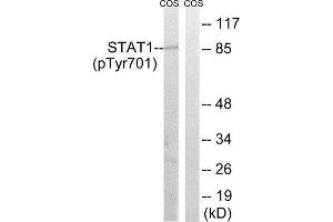 Western Blotting (WB) image for anti-Signal Transducer and Activator of Transcription 1, 91kDa (STAT1) (pTyr701) antibody (ABIN1847533) (STAT1 抗体  (pTyr701))