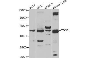 Western blot analysis of extracts of various cell lines, using TDO2 antibody (ABIN5974096) at 1/1000 dilution. (TDO2 抗体)