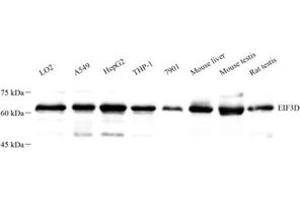 Western blot analysis of EIF3D (ABIN7073884) at dilution of 1: 500 (EIF3D 抗体)