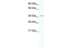 TOB1 antibody (20R-1130) used at 0. (Protein Tob1 (TOB1) (Middle Region) 抗体)