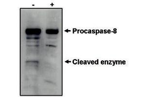 Image no. 1 for anti-Caspase 8 (CASP8) antibody (ABIN201604) (Caspase 8 抗体)