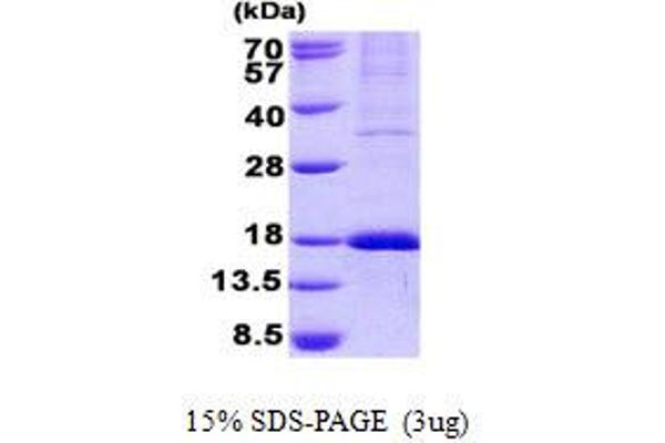 GPR177/WLS Protein (His tag)