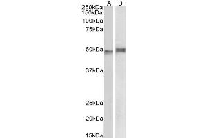 ABIN5872427 (1 µg/ml) staining of Mouse Thymus (A) and Pig Spleen (B) lysate (35 µg protein in RIPA buffer). (NCF1 抗体)