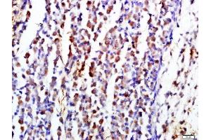 Paraformaldehyde-fixed, paraffin embedded mouse embryo tissue, Antigen retrieval by boiling in sodium citrate buffer(pH6) for 15min, Block endogenous peroxidase by 3% hydrogen peroxide for 30 minutes, Blocking buffer (normal goat serum) at 37°C for 20min, Antibody incubation with CD19 Polyclonal Antibody, Unconjugated  at 1:500 overnight at 4°C, followed by a conjugated secondary and DAB staining (CD19 抗体  (AA 485-556))