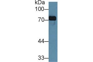 Detection of TF in Porcine Kidney lysate using Monoclonal Antibody to Transferrin (TF) (Transferrin 抗体  (AA 318-453))