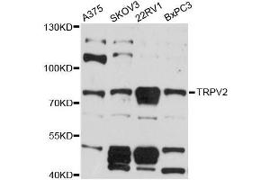 Western blot analysis of extracts of various cell lines, using TRPV2 antibody (ABIN5999110) at 1:3000 dilution. (TRPV2 抗体)
