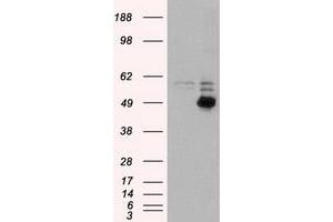 Image no. 2 for anti-CD4 (CD4) antibody (ABIN1497292) (CD4 抗体)