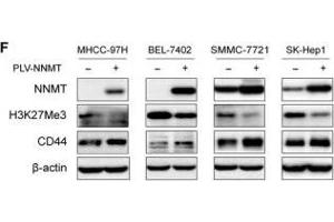 Western Blotting (WB) image for anti-Histone 3 (H3) (H3K27me) antibody (ABIN3023269)