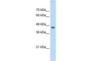 Western Blotting (WB) image for anti-TEA Domain Family Member 3 (TEAD3) antibody (ABIN2461689) (TEAD3 抗体)