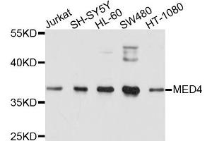 Western blot analysis of extracts of various cells, using MED4 antibody. (MED4 抗体)