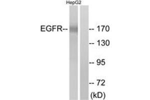 Western blot analysis of extracts from A431 cells, treated with EGF 200ng/ml 10', using EGFR (Ab-1110) Antibody. (EGFR 抗体  (AA 1077-1126))