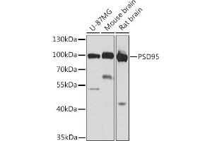 Western blot analysis of extracts of various cell lines, using PSD95 antibody (ABIN6134333, ABIN6139649, ABIN6139651 and ABIN6223874) at 1:1000 dilution. (DLG4 抗体)