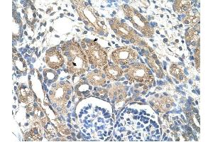 BSDC1 antibody was used for immunohistochemistry at a concentration of 4-8 ug/ml to stain Epithelial cells of renal tubule (arrows) in Human Kidney. (BSDC1 抗体  (N-Term))